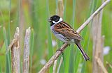 Reed Bunting